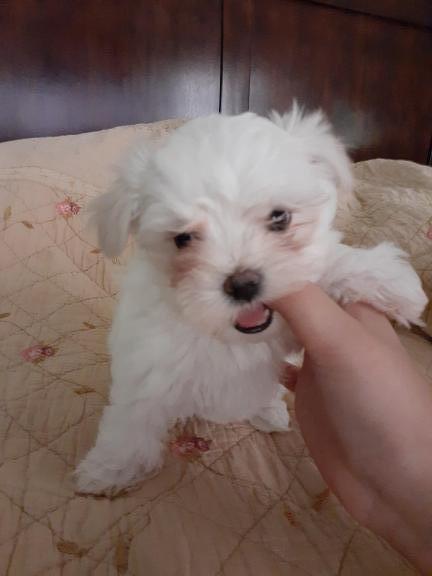 Maltese puppies for sale in Paris TX