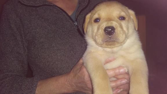 Rottweiler/lab for sale in Covington GA