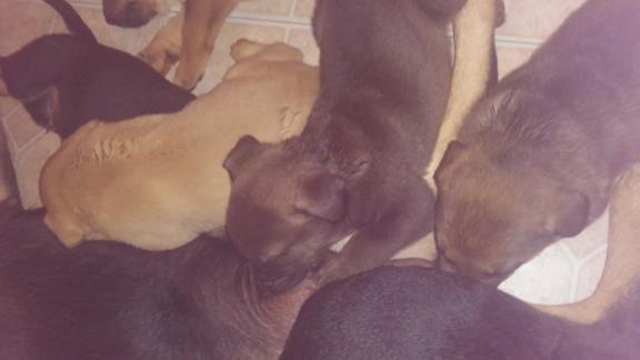 Rottweiler/lab