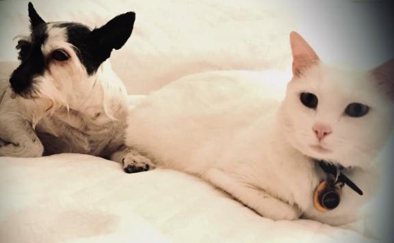 Loving cat to good home for sale in Pinehurst NC