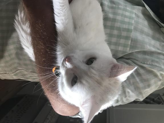 Garage sale in Pinehurst, North Carolina of Garage Sale Showcase Member AnnBeth Simmons. 2 items currently listed for sale.