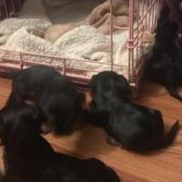 Yorkie pups 10 weeks for sale in Brandon MS by Garage Sale Showcase member Phylliswalker, posted 09/12/2019