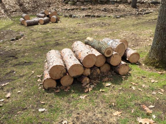 Wood, mostly pine for sale in Balsam Lake WI