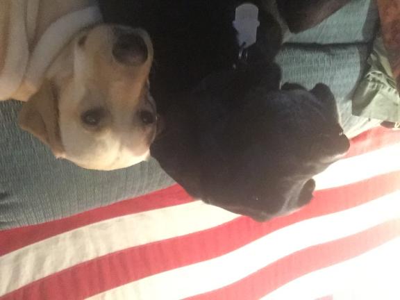 Lab puppies