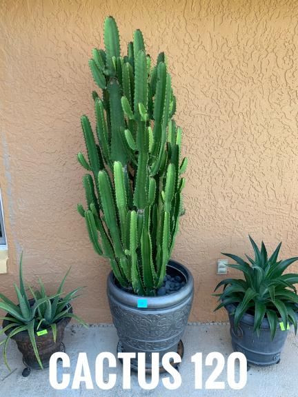 Cactus for sale in Rockledge FL