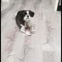 Shih Tzu-Maltese for sale in Cedar City UT by Garage Sale Showcase member Cedarcity3435, posted 09/20/2019