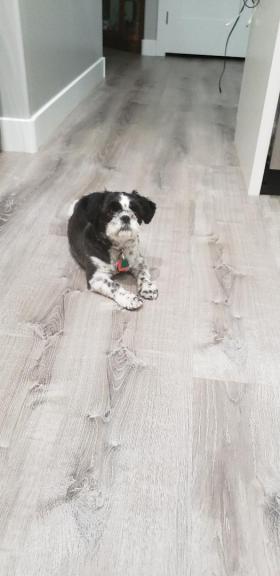 Shih Tzu-Maltese for sale in Cedar City UT