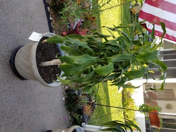 Plants