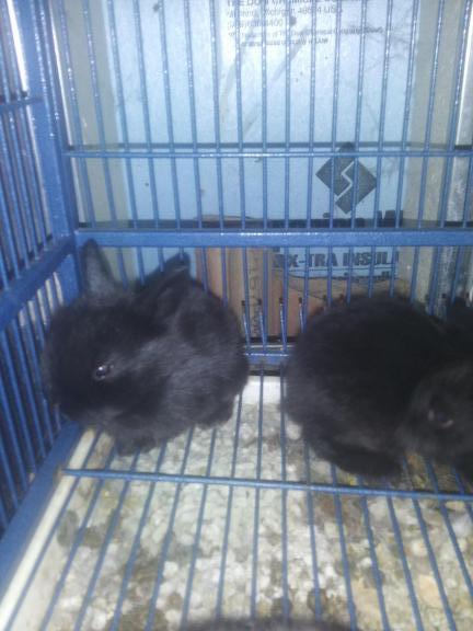 Bunnies!
