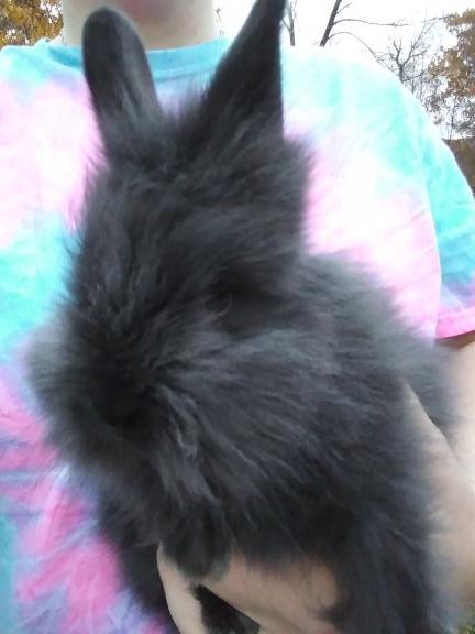 Bunnies!