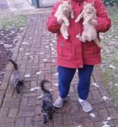 Loving Cats for sale in Northfield MN