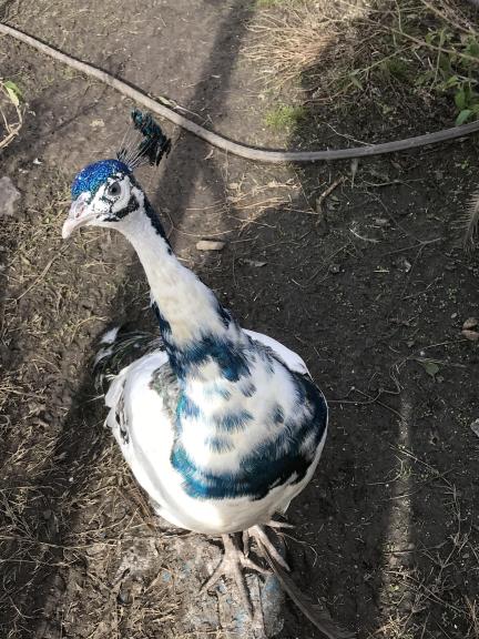Male Peacock