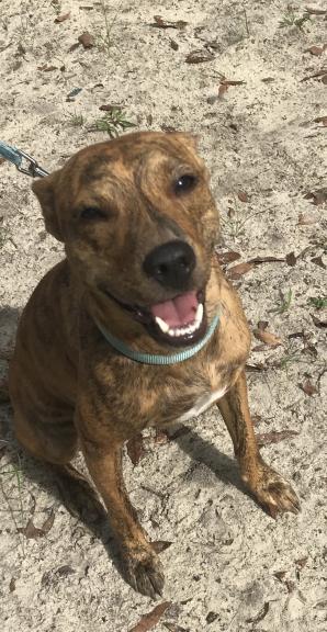 Free 1yo puppy for sale in Jesup GA