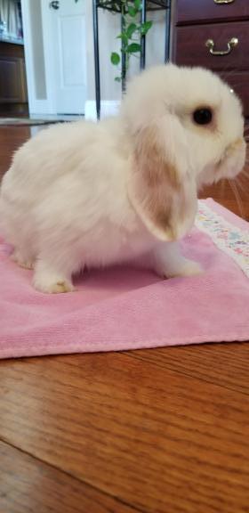 Holland Lops