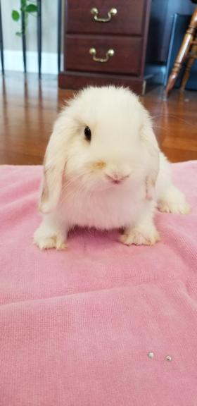 Holland Lops