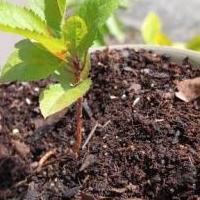 Apple trees for sale in Lakeland FL by Garage Sale Showcase member Cj Hardy, posted 03/07/2020