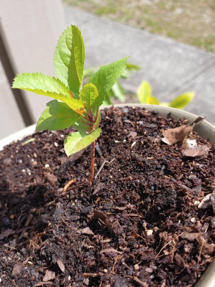 Apple trees for sale in Lakeland FL