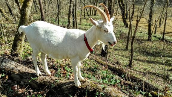 Thelma the Goat for sale in Harrodsburg KY