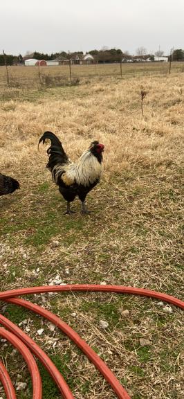 5 Roosters