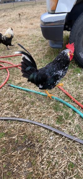 5 Roosters for sale in Cash TX