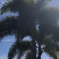 Online Garage Sale of Garage Sale Showcase Member Opal63 in Fort Myers, Florida (Lee County)