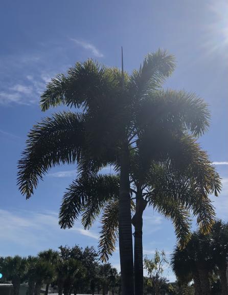 Garage sale in Fort Myers, Florida of Garage Sale Showcase Member Opal63. 2 items currently listed for sale.