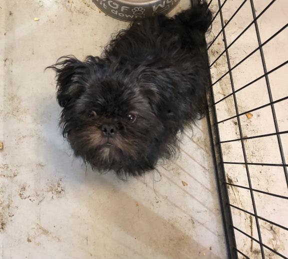 Pets puppies