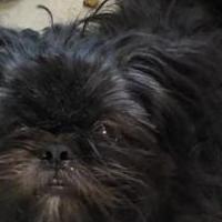 Shih-Tzu &pekingnese for sale in Elizabeth City NC by Garage Sale Showcase member Sunny Hardee, posted 01/10/2022