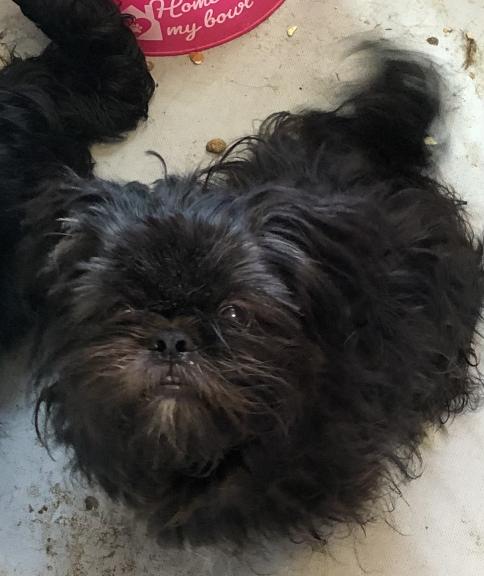 Shih-Tzu &pekingnese for sale in Elizabeth City NC