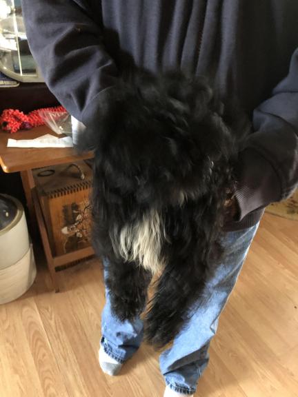 Shih-Tzu &pekingnese