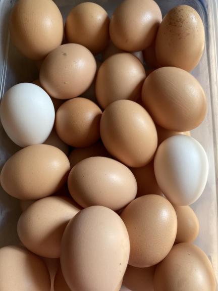 Farm Fresh Eggs