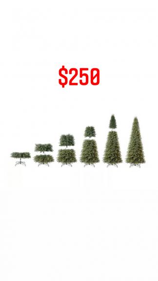 Member’s Mark 12' Ellsworth Fir