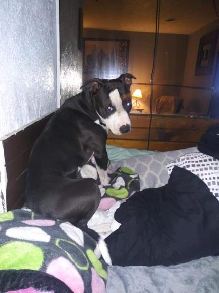 Dog missing for sale in Elkhart IN