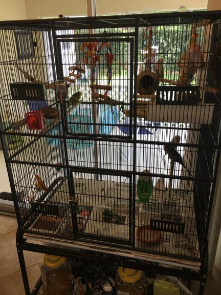 Parakeets, finch
