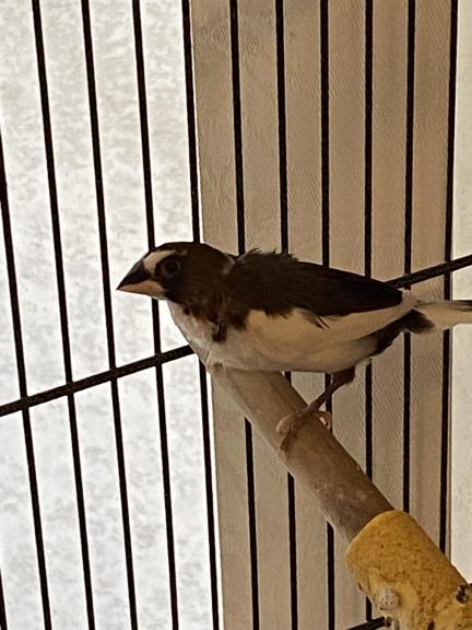 Parakeets, finch for sale in Palm City FL