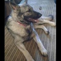 SILVER SABLE GERMAN SHEPERD for sale in O FALLON IL by Garage Sale Showcase Member Seabee68