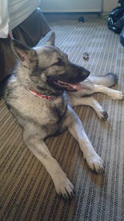 SILVER SABLE GERMAN SHEPERD for sale in O FALLON IL