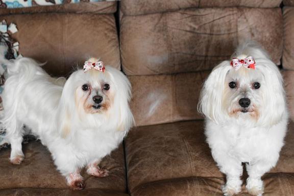 Garage sale in Delaware, Ohio of Garage Sale Showcase Member donnao52.