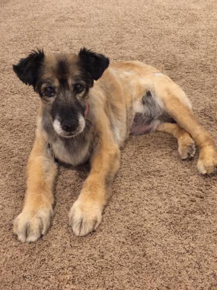 Garage sale in La Porte, Indiana of Garage Sale Showcase Member 4phans. 5 items currently listed for sale.