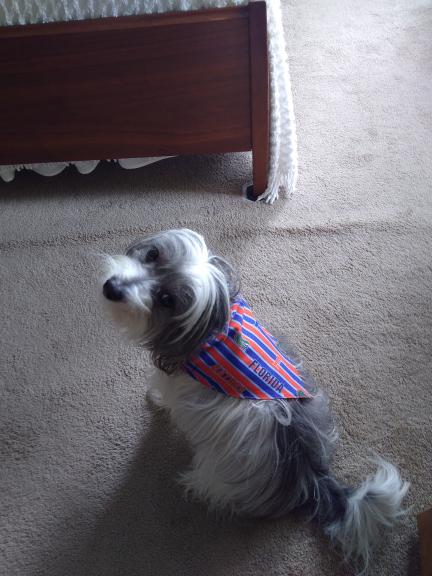 Garage sale in Melbourne, Florida of Garage Sale Showcase Member Pennywise. 9 items currently listed for sale.