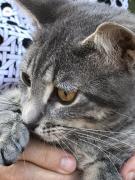 Male kitten for sale in Dickey County ND