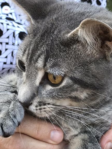 Male kitten for sale in Dickey County ND